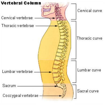 anatomy of the spine image